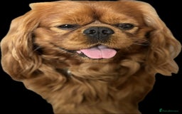 Cavalier King Charles Spaniel dogs for sale: Champion line Cavalier Pups -  **Waiting List** - Image 9