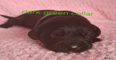 Labrador Retriever dogs - Advert 10