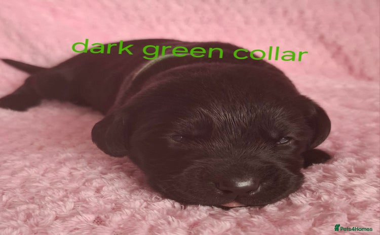 Labrador Retriever dogs - Advert 8