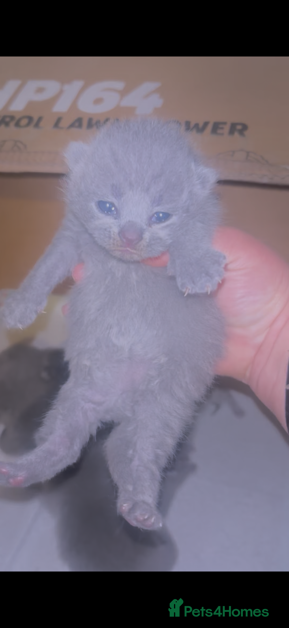 British Shorthair cats British blue shorthair kittens ready 20th June  - Advert 8
