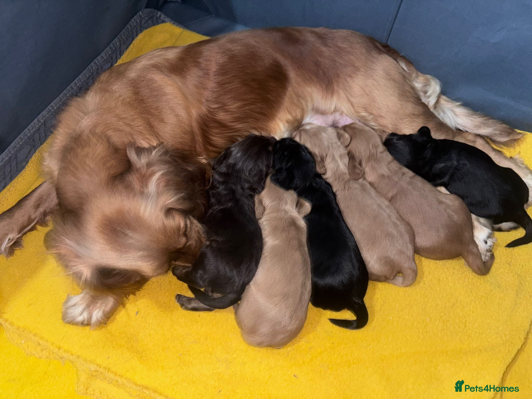Cocker Spaniel dogs Cocker spaniels - Advert 2