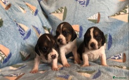Beagle dogs for sale: 💕Health tested beagle puppies 💕 - Advert 1