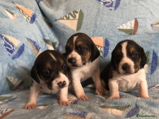 Beagle dogs 💕Health tested beagle puppies 💕 - Advert 2