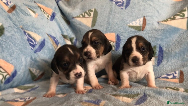 Beagle dogs 💕Health tested beagle puppies 💕 - Advert 1