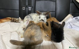 Mixed Breed rabbits for sale: Beautiful Bunnies Ready For New Homes - Advert 24