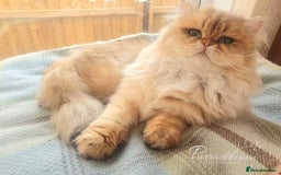 British Longhair cats for sale: Sweet Black Golden British Longhair Boy - Image 9