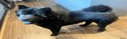 Chow Chow dogs for stud: Steve the stud - Advert 4