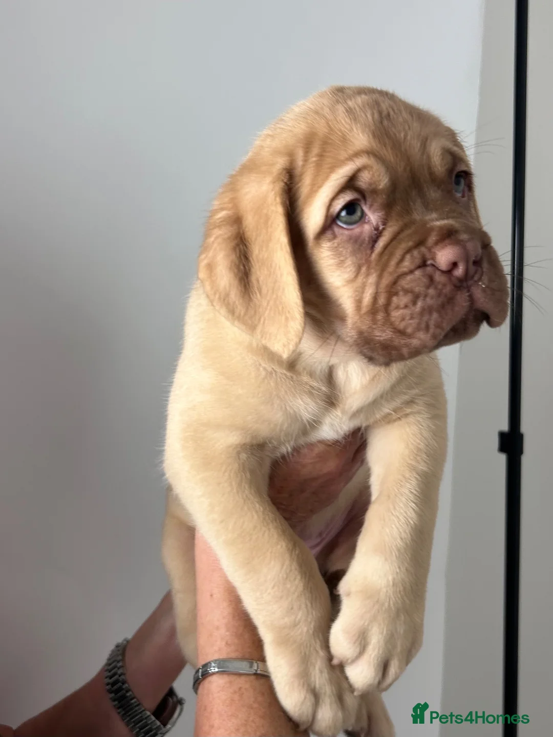 Dogue De Bordeaux dogs for sale: Dogue De Bordeaux puppies  - Advert 2