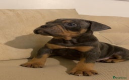 Olde English Bulldogge dogs for sale: Old English Bulldog Puppy’s  - Image 1