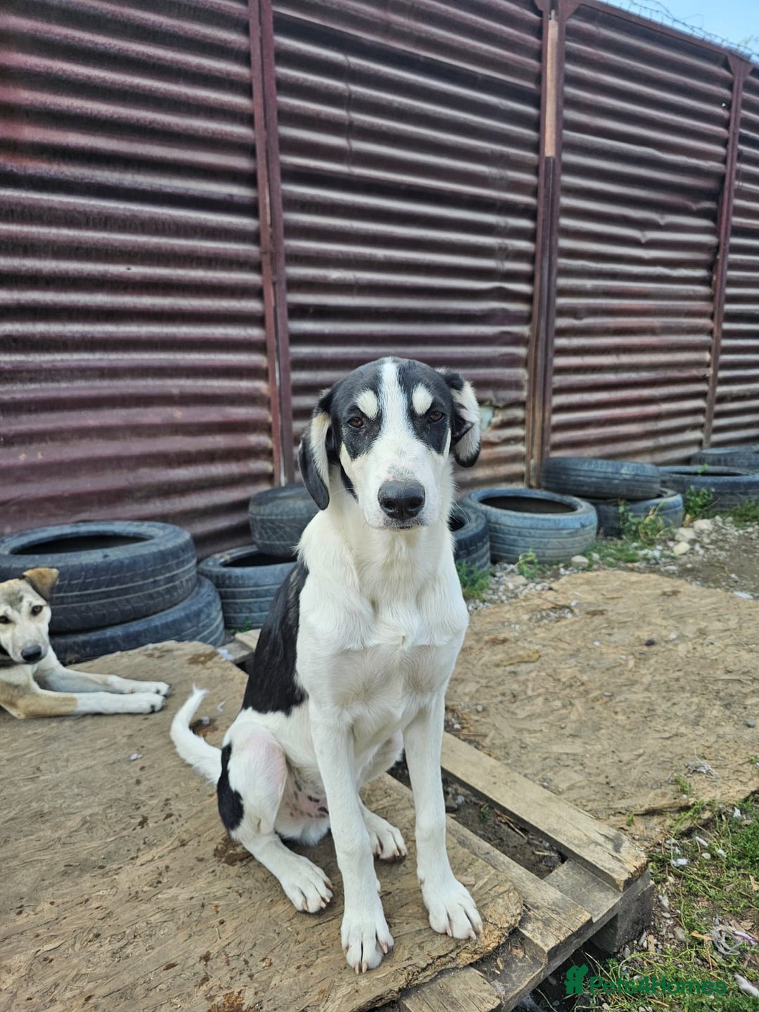 Mixed Breed dogs for adoption: OTIS - a Handsome and gentle boy for a Loving Home - Image 24