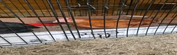 Mixed Breed poultry for sale: 3 x hens near point of lay  - Advert 7