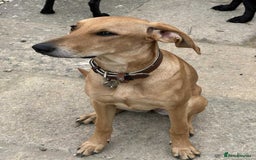 Mixed Breed dogs for adoption: Sweet and loveable Honey, 5 months old - Image 16