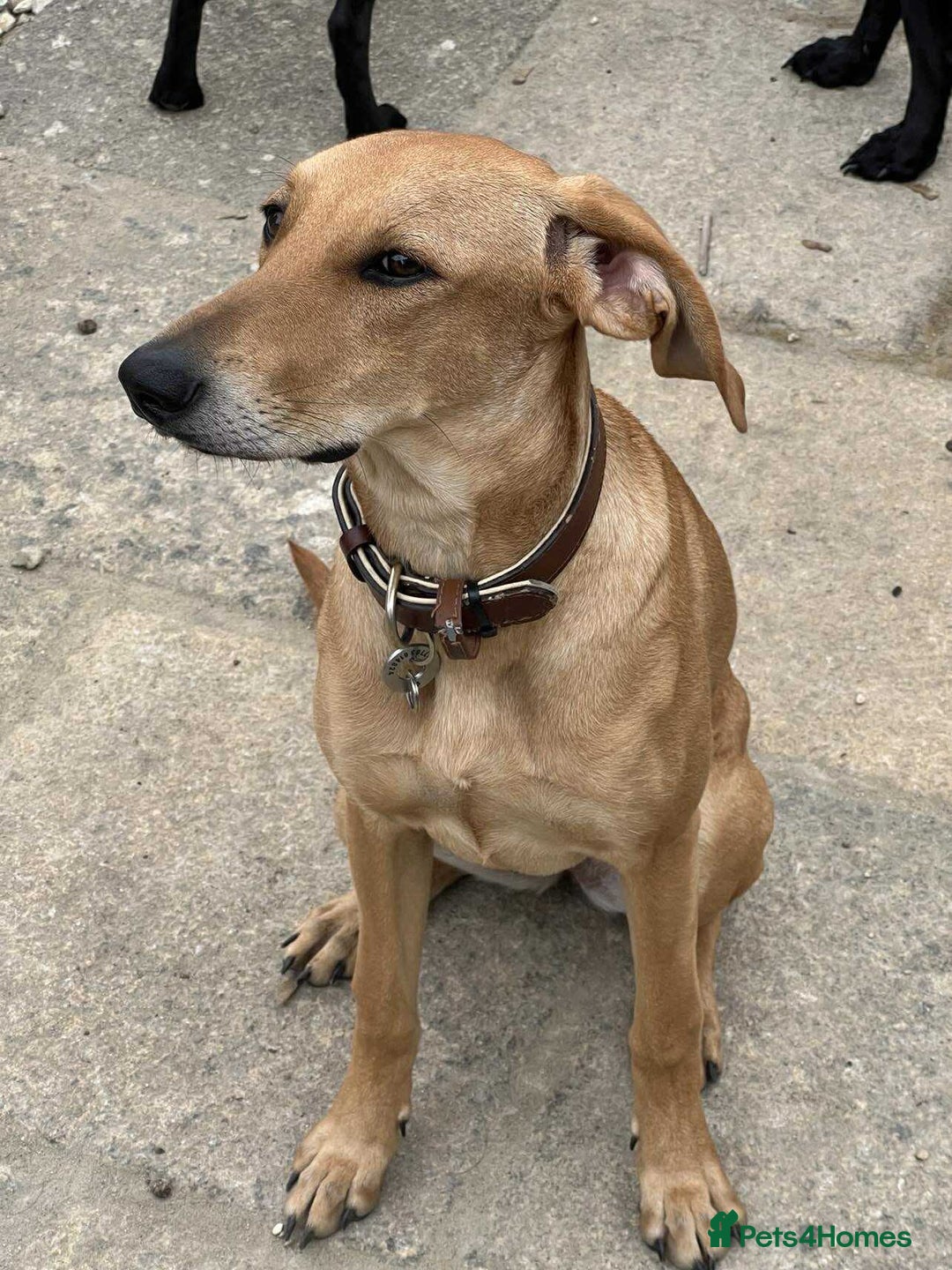 Mixed Breed dogs for adoption: Sweet and loveable Honey, 5 months old - Image 16