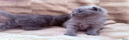 British Shorthair cats for sale: British shorthair kittens  in Trowbridge - Advert 8