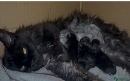 Maine Coon cats for sale: Fluffy back half maincoon kitten  - Image 2