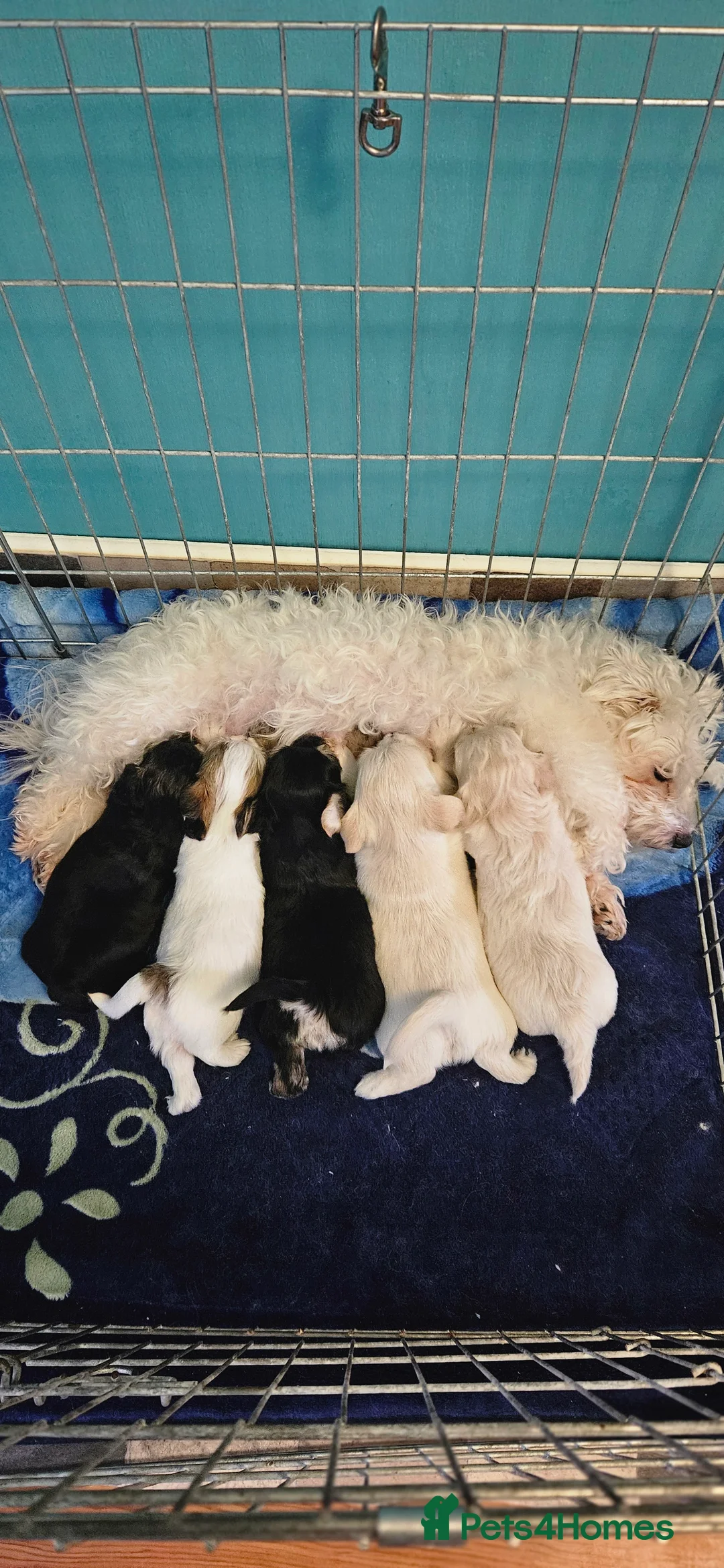 Morkie dogs for sale: Morkies - Advert 1