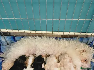 Morkie dogs Morkies - Advert 1