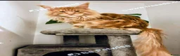 Maine Coon cats for sale: MAINE COON 1 boy & 2 girls.UNUSUAL & STUNNING&  - Advert 11