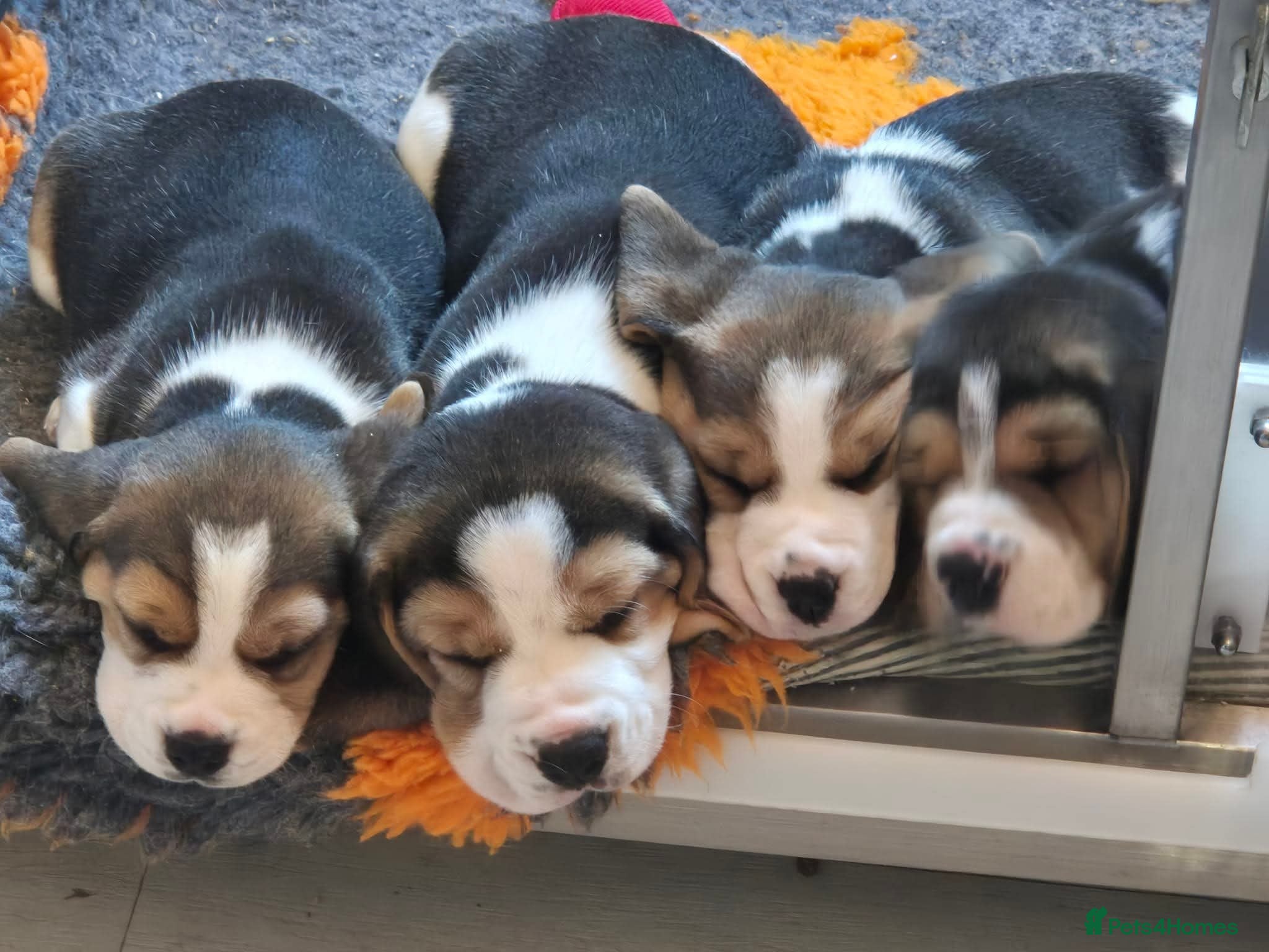 Beagle dogs Kc registered champion show line beagle puppies  - Advert 1