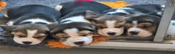 Beagle dogs for sale: Kc registered champion show line beagle puppies  - Advert 1