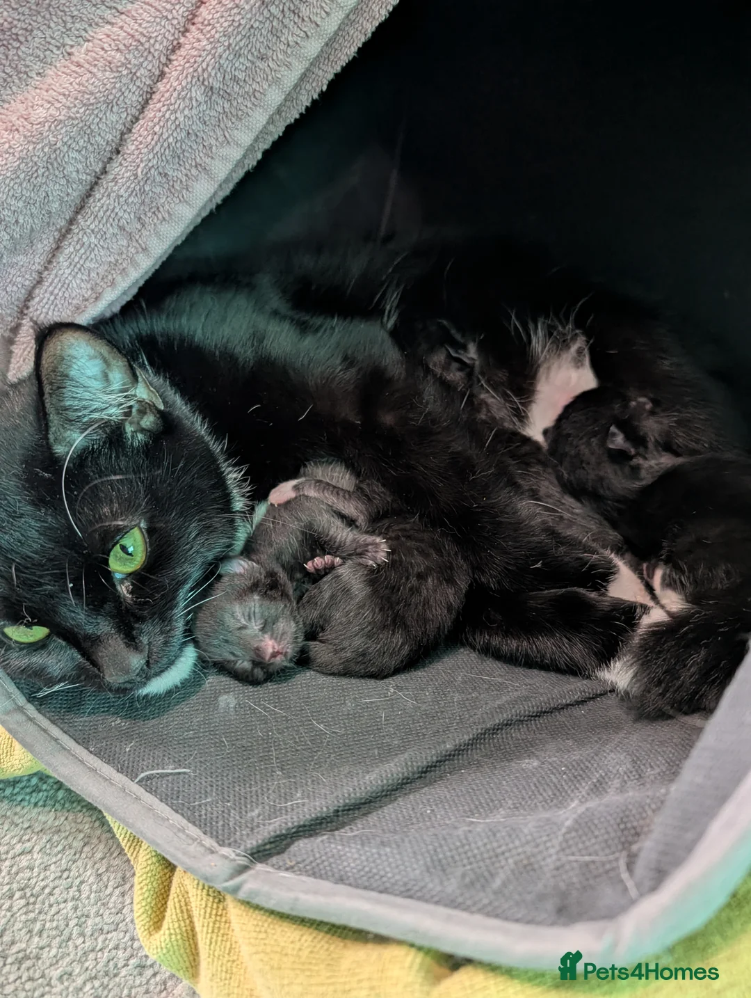 Domestic Shorthair cats for sale: Five kitten, 2 black, 3 tuxedo. Sexes not known - Advert 8