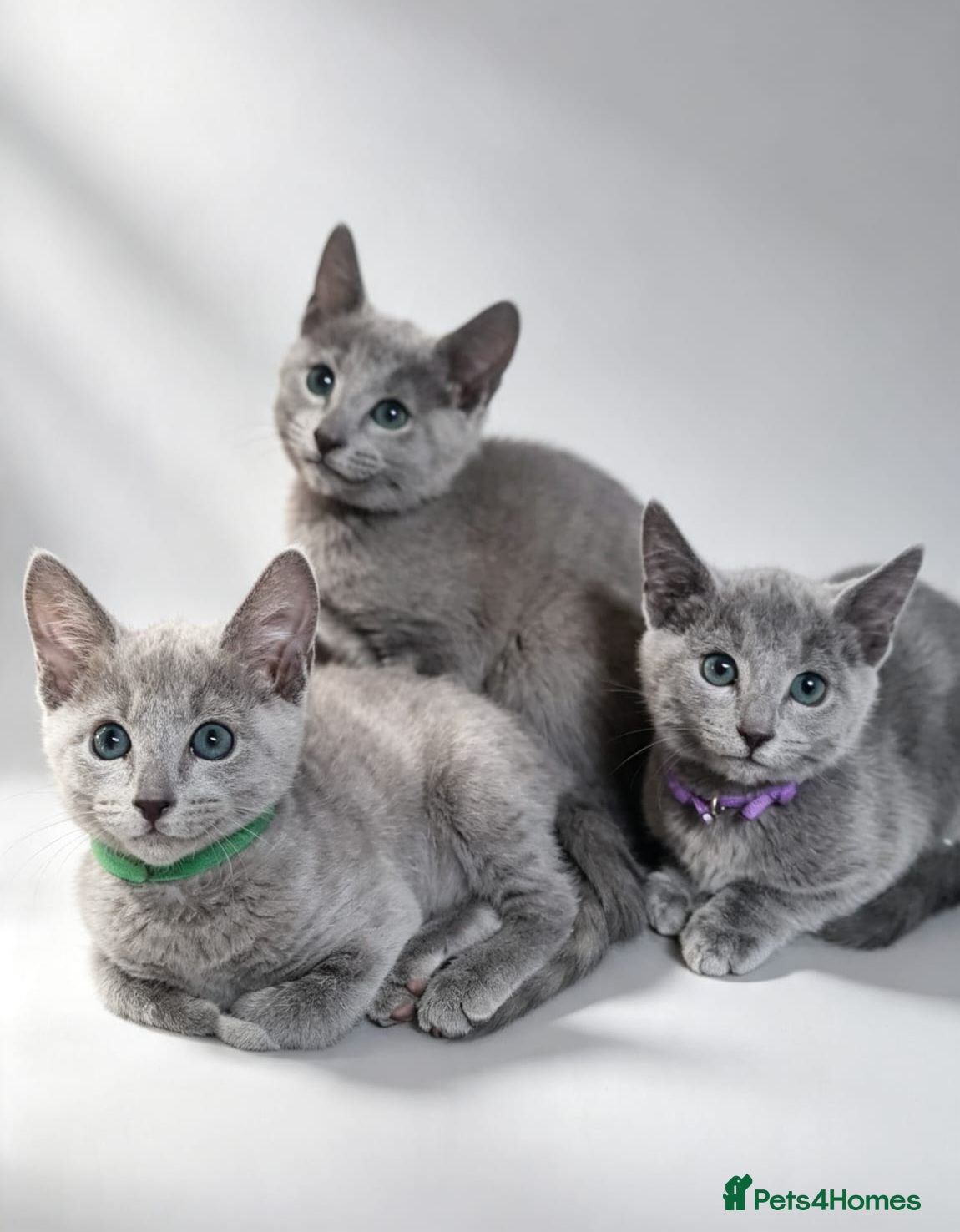 Russian Blue cats Pedigree Russian Blue kittens  - Advert 1