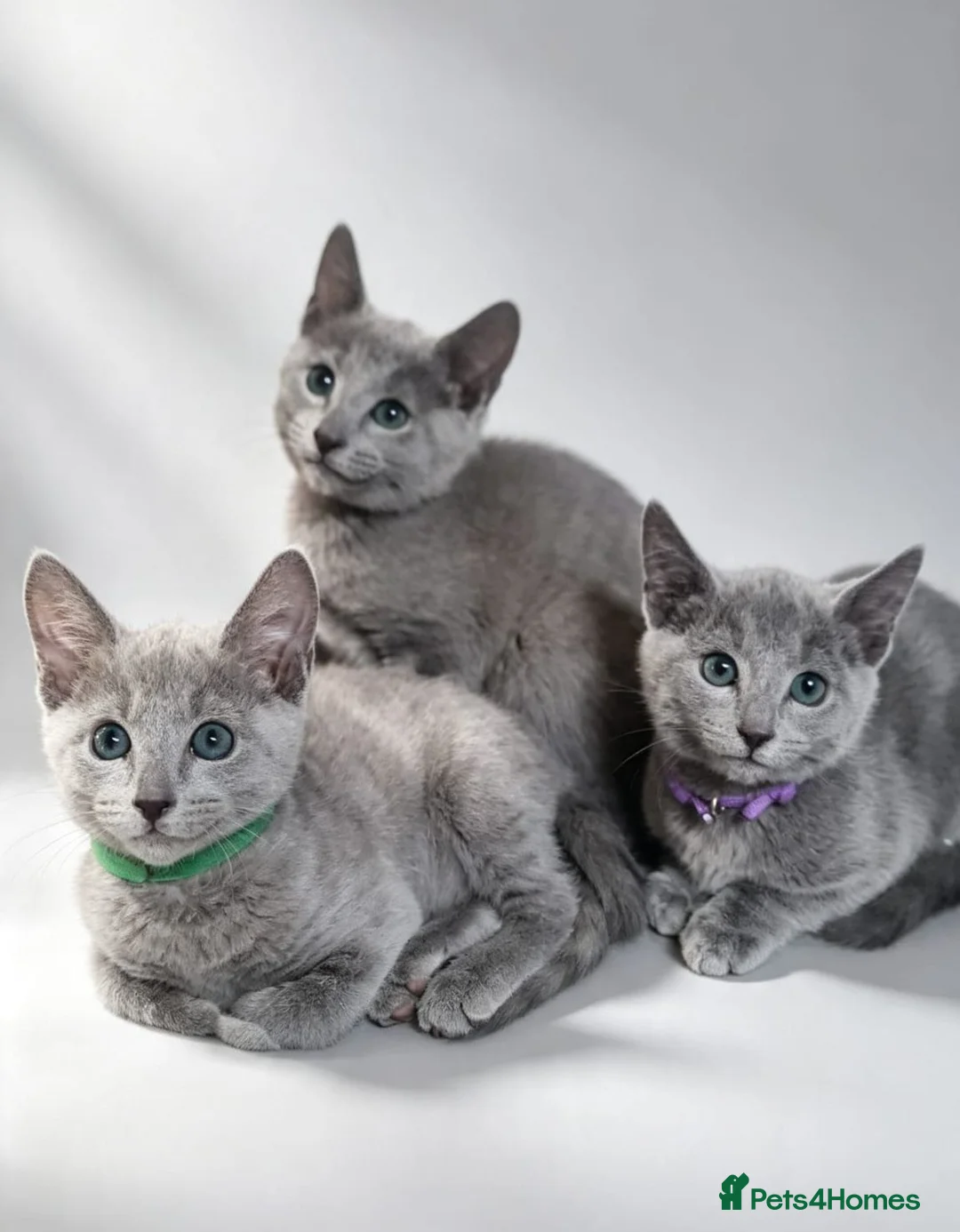 Russian Blue cats for sale: Pedigree Russian Blue kittens  - Advert 6