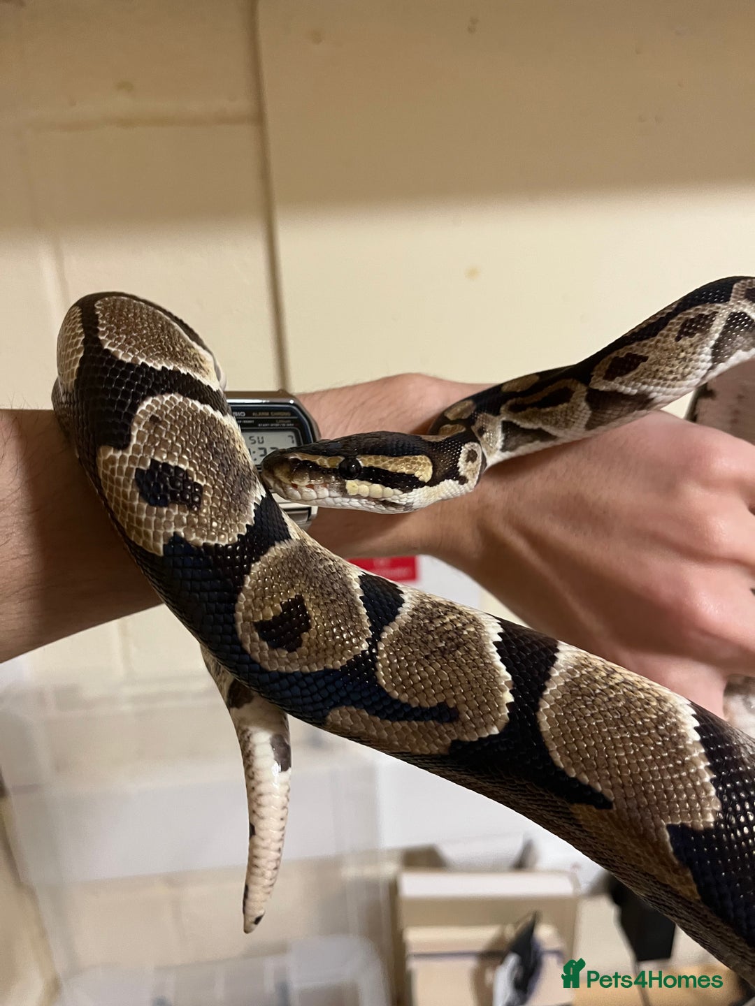 Python Snake reptiles for sale: Female Ball Python Adult - Advert 2