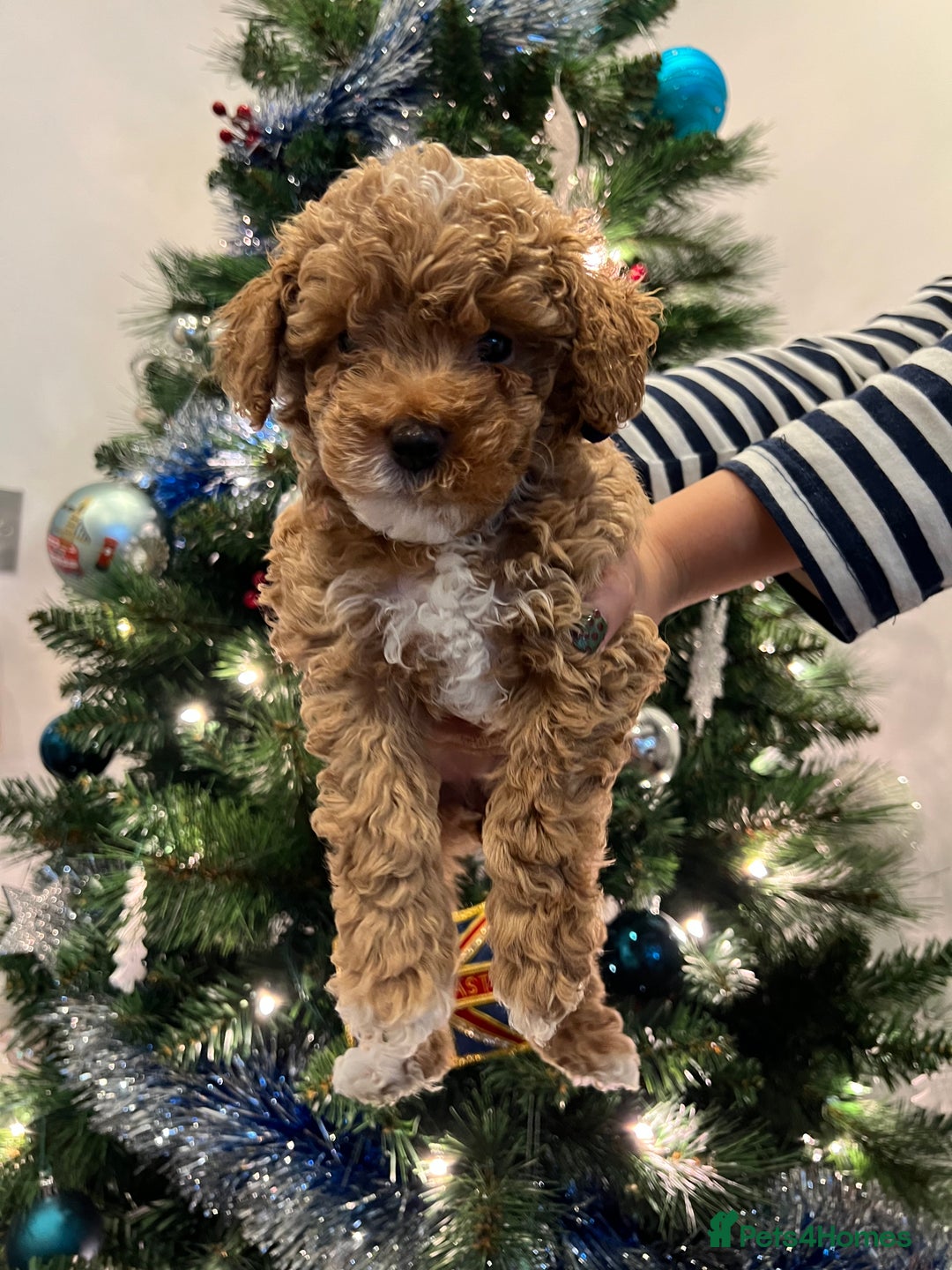 Toy Poodle dogs for sale: 4 stunning pure-bred Toy Poodle puppies - Advert 5