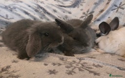 Mini Lop rabbits for sale: Mini Loop Bunnies 9 weeks old. grey and white mix - Image 1