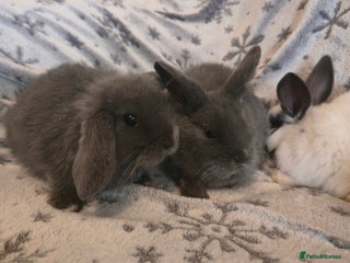 Mini Lop rabbits for sale - Advert 1