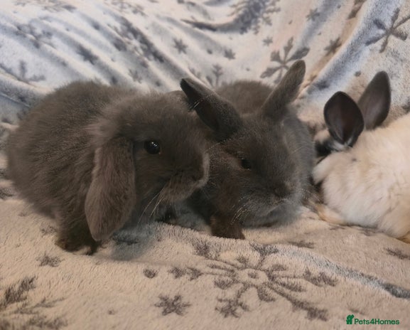 Mini Lop rabbits - Advert 2