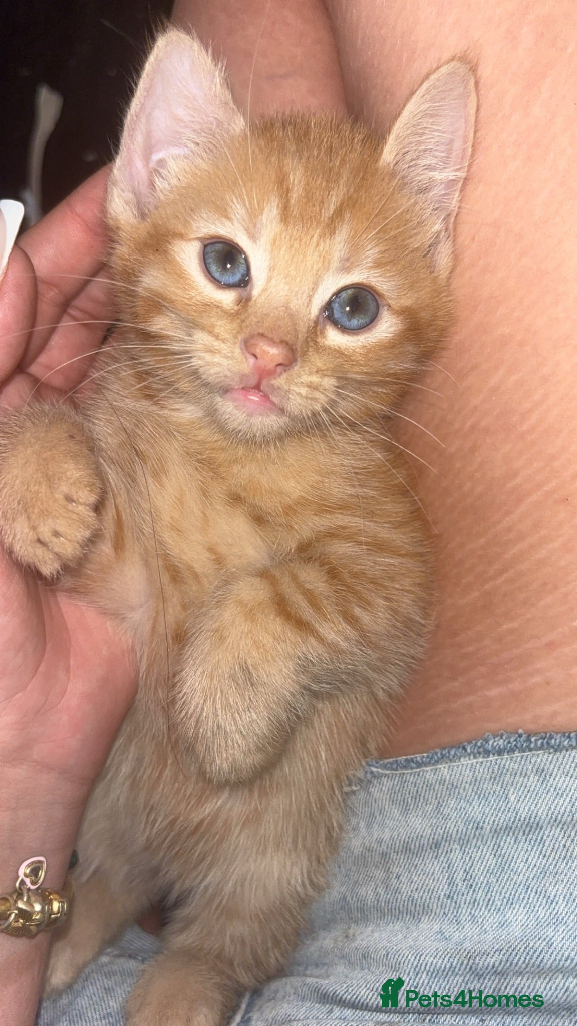 Mixed Breed cats 3 beautiful male kittens for sale too good homes. - Advert 1