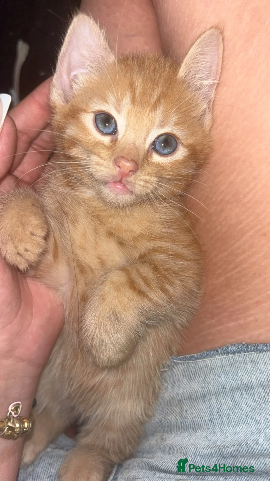 Mixed Breed cats for sale: 3 beautiful male kittens for sale too good homes. - Advert 1