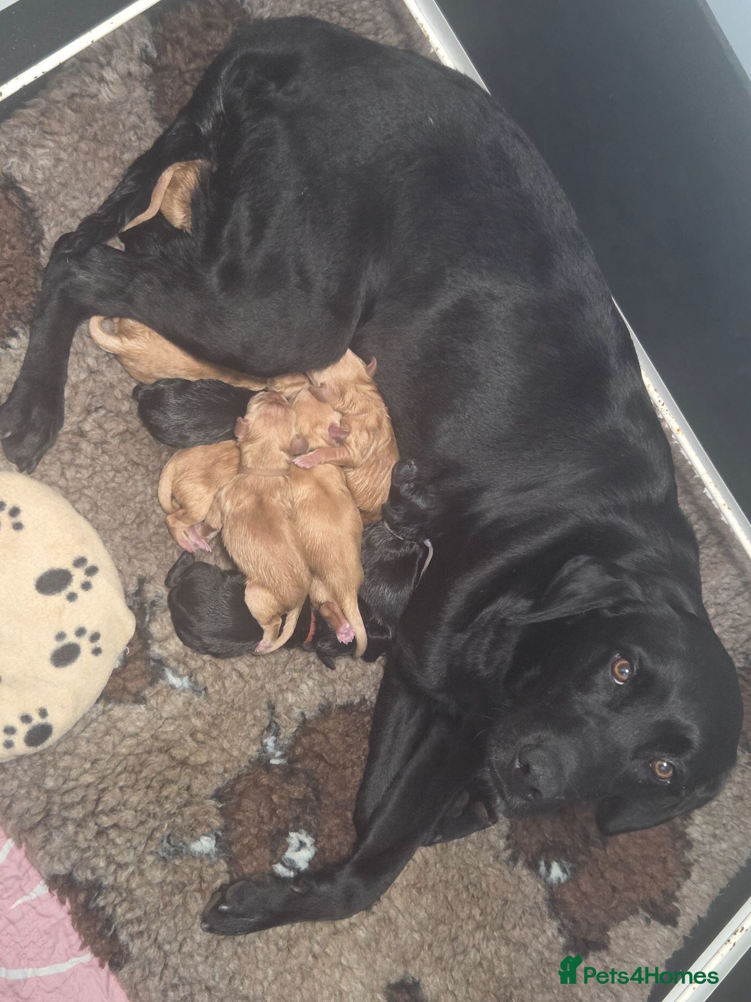 Labrador Retriever dogs Hips/elbows/eyes/dna/kc 5 star licensed - Advert 1