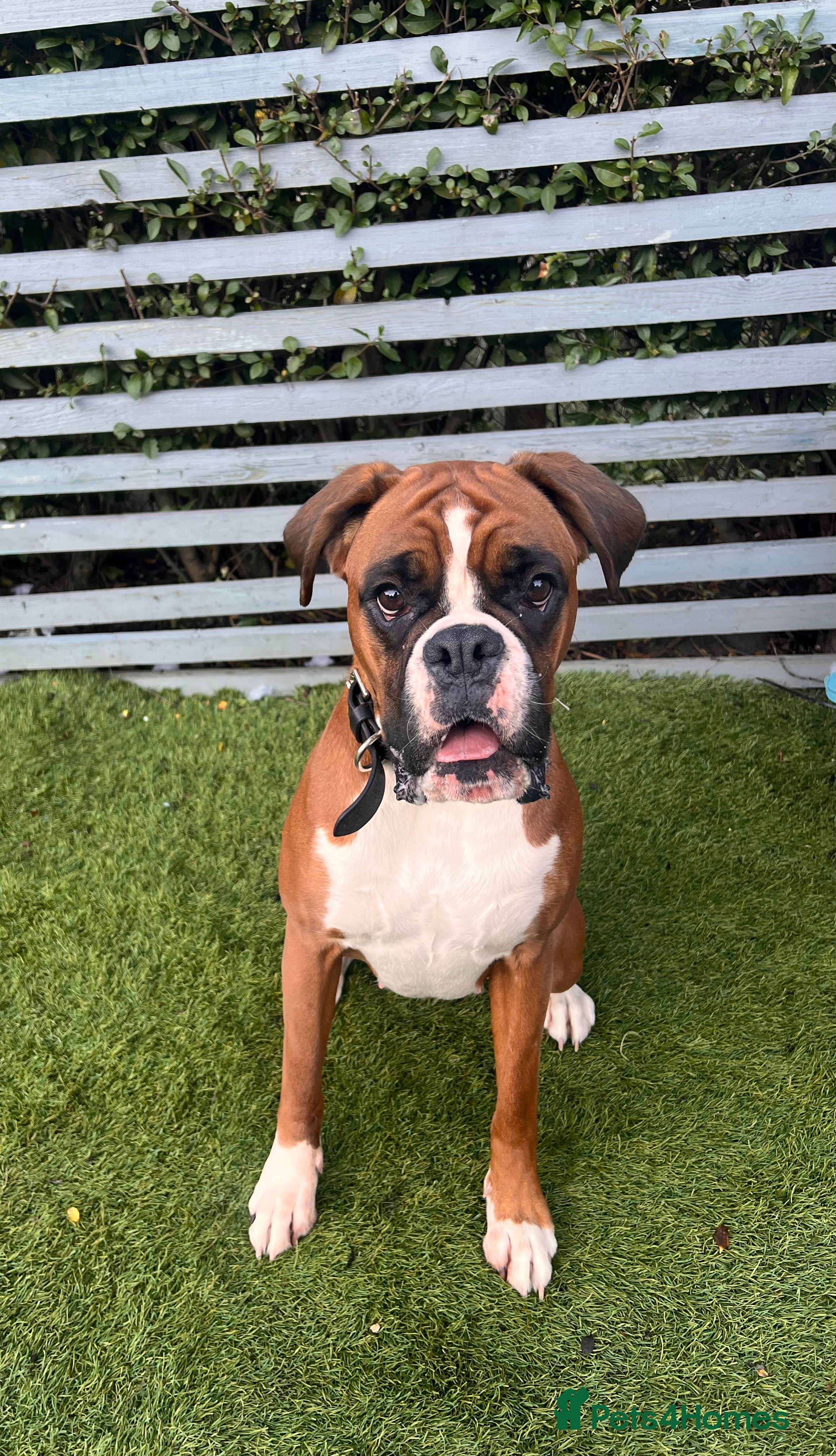 Boxer dogs Outstanding KC Lovely girl - Advert 3