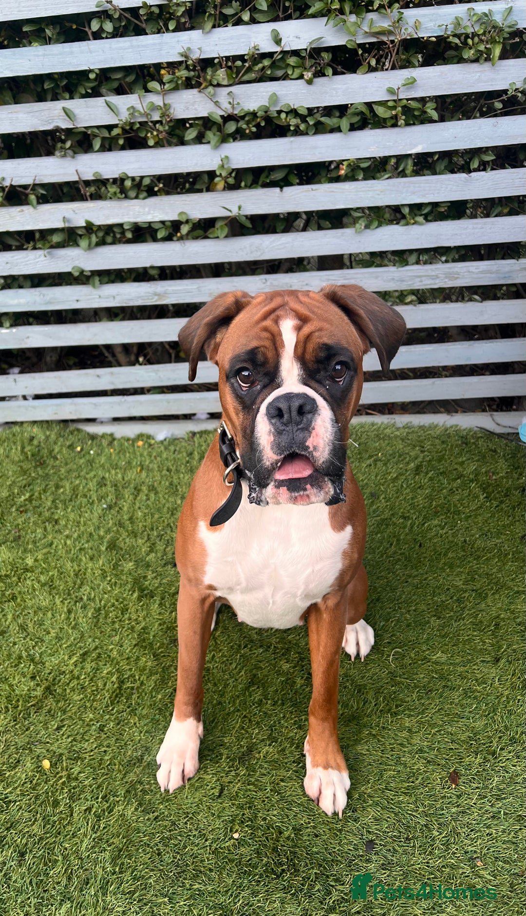 Boxer dogs for sale: KC Lovely girl - Advert 3