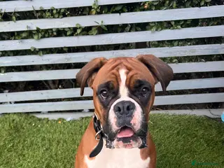 Boxer dogs Outstanding KC Lovely girl - Advert 3