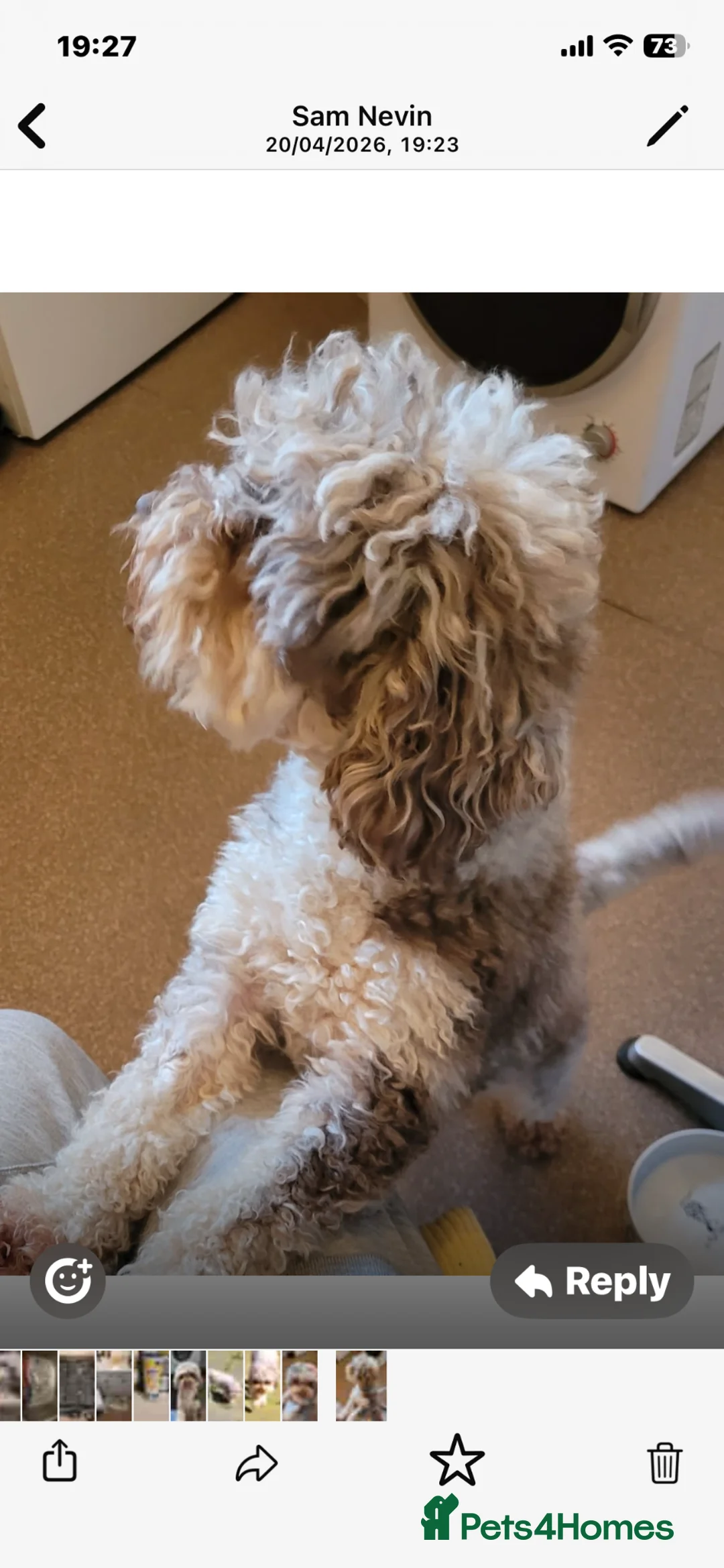Cavapoo dogs for sale: Choc merle cavapoo girl in Manchester - Advert 5