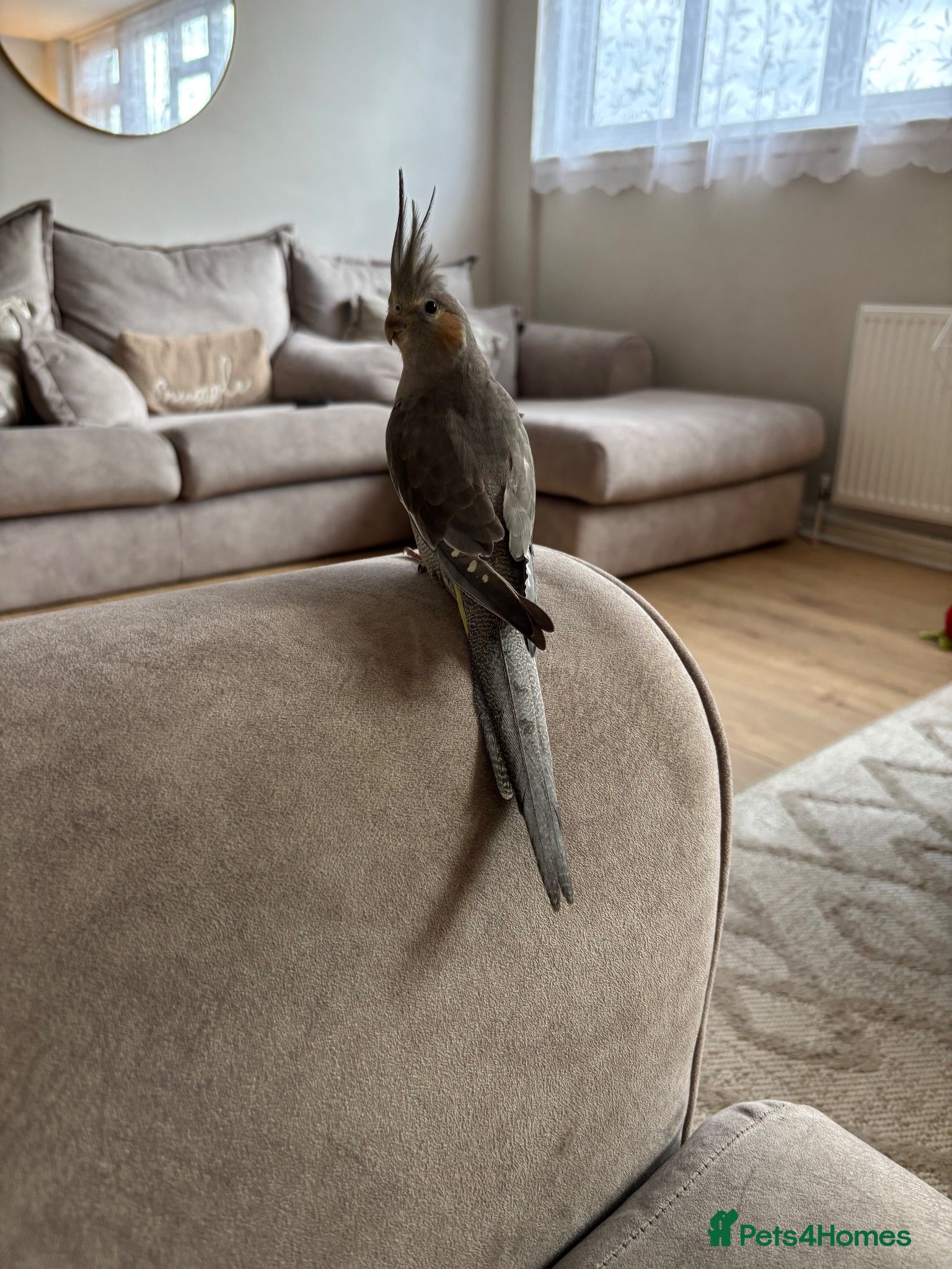 Cockatiels birds Baby cockatiel  - Advert 3