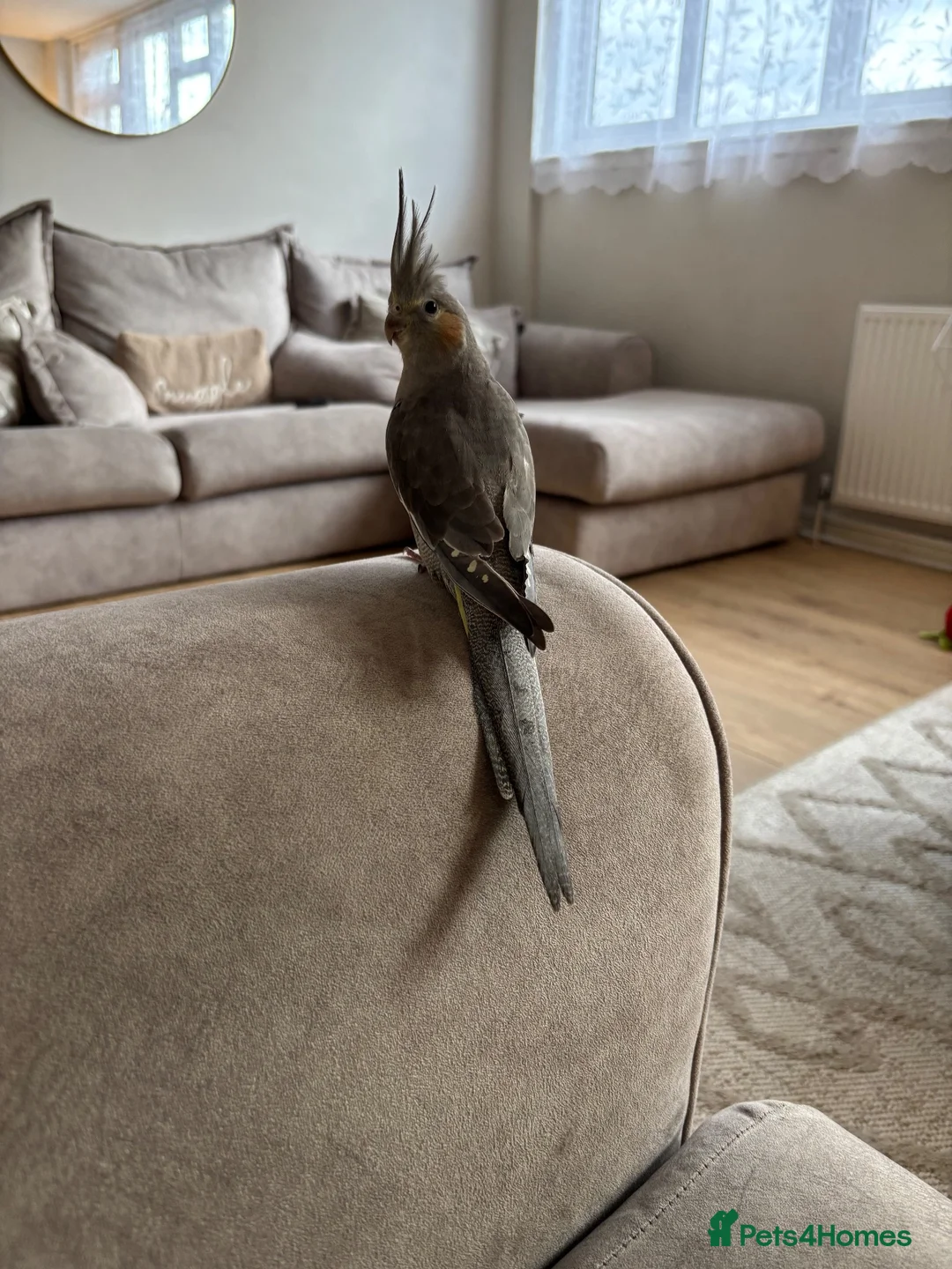 Cockatiels birds for sale: Baby cockatiel  - Advert 1