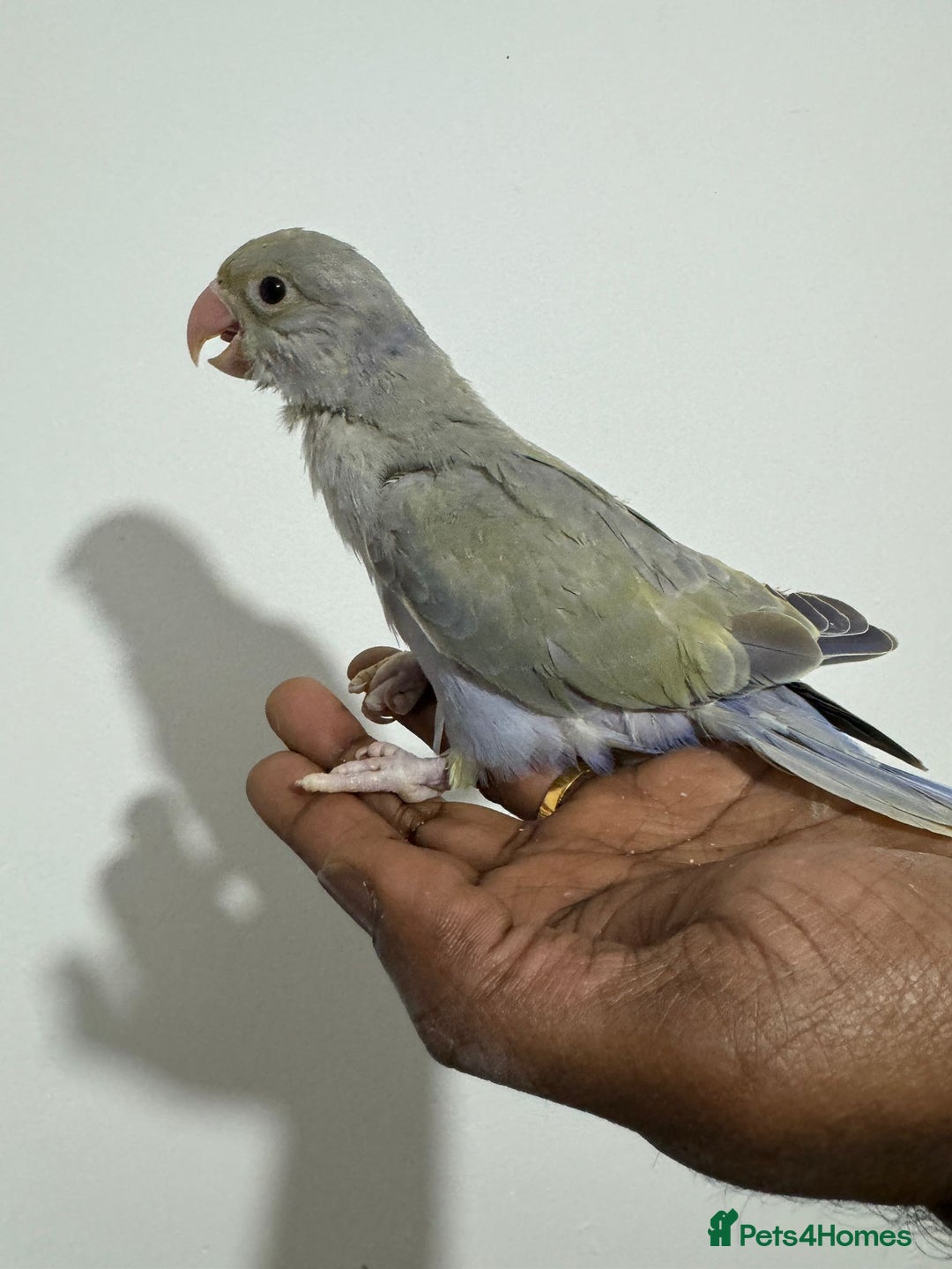Ringnecks birds for sale: HAND REARED INDIAN RING NECK - Advert 15