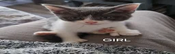 Mixed Breed cats for sale: Kittens looking for there forever homes. - Advert 19
