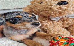 Chipoo dogs for sale: 4  Stunning chipoo puppies  - Image 19