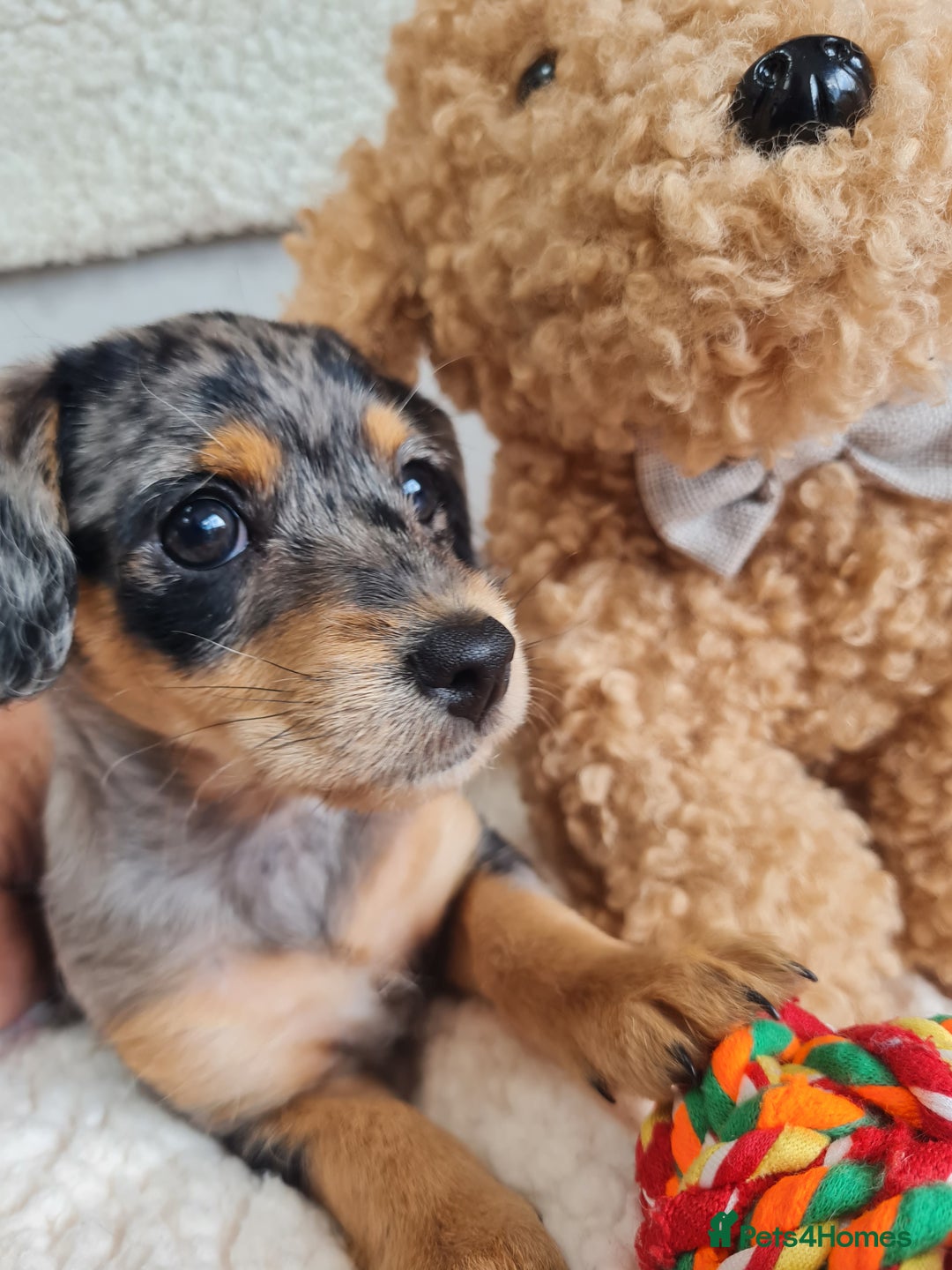 Chipoo dogs for sale: 4  Stunning chipoo puppies  - Image 19