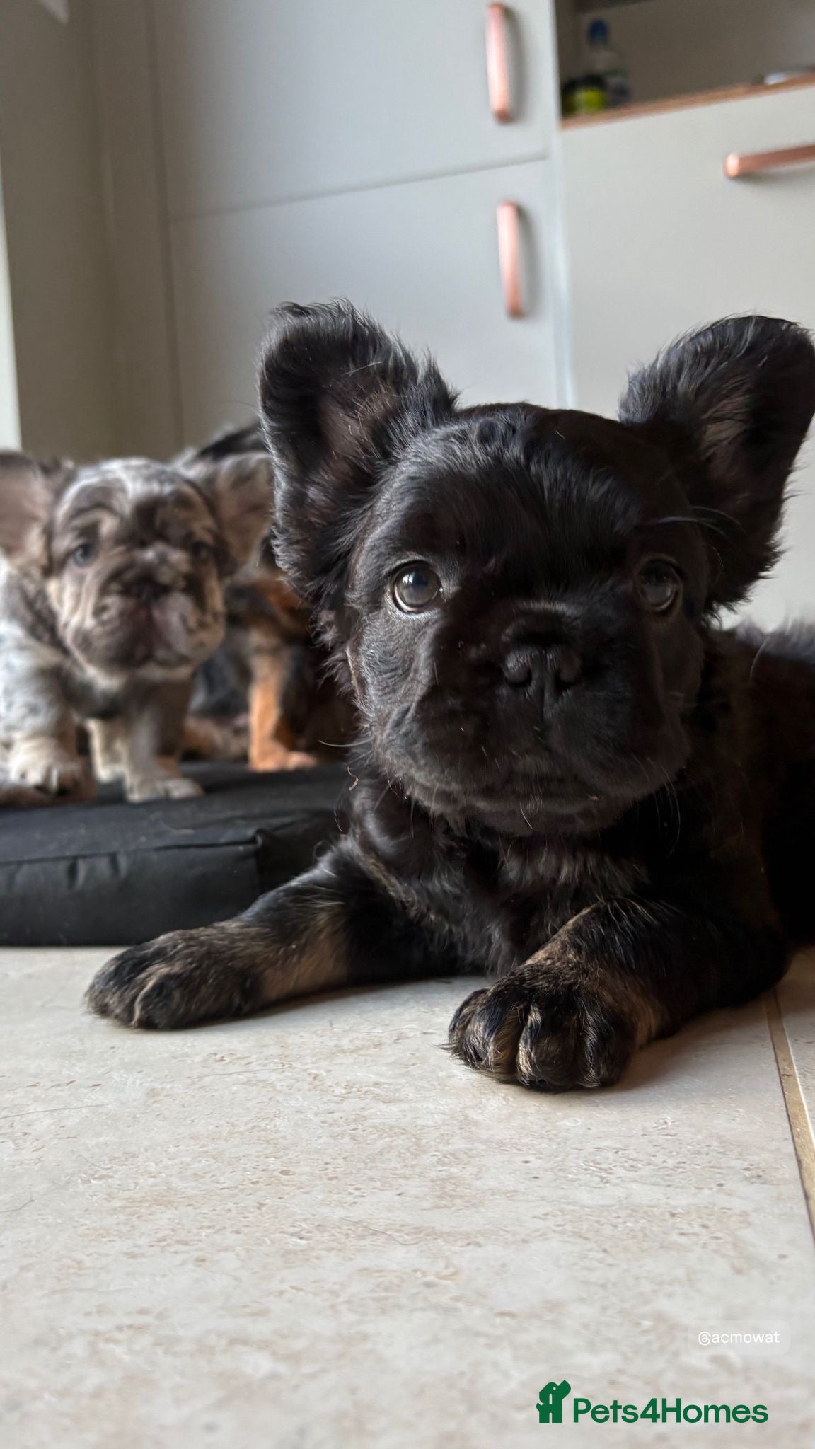 French Bulldog dogs Fluffy French Bulldog Puppies *Ready Now* - Advert 12