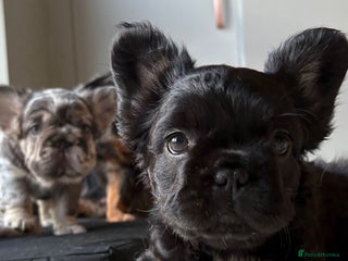 French Bulldog dogs Fluffy French Bulldog Puppies *Ready Now* - Advert 7