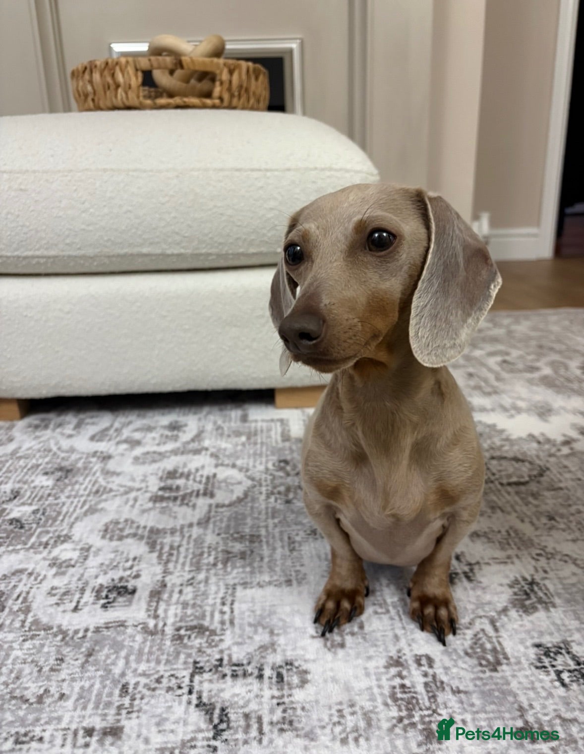 Miniature Dachshund dogs Mini dachshunds available  - Advert 1