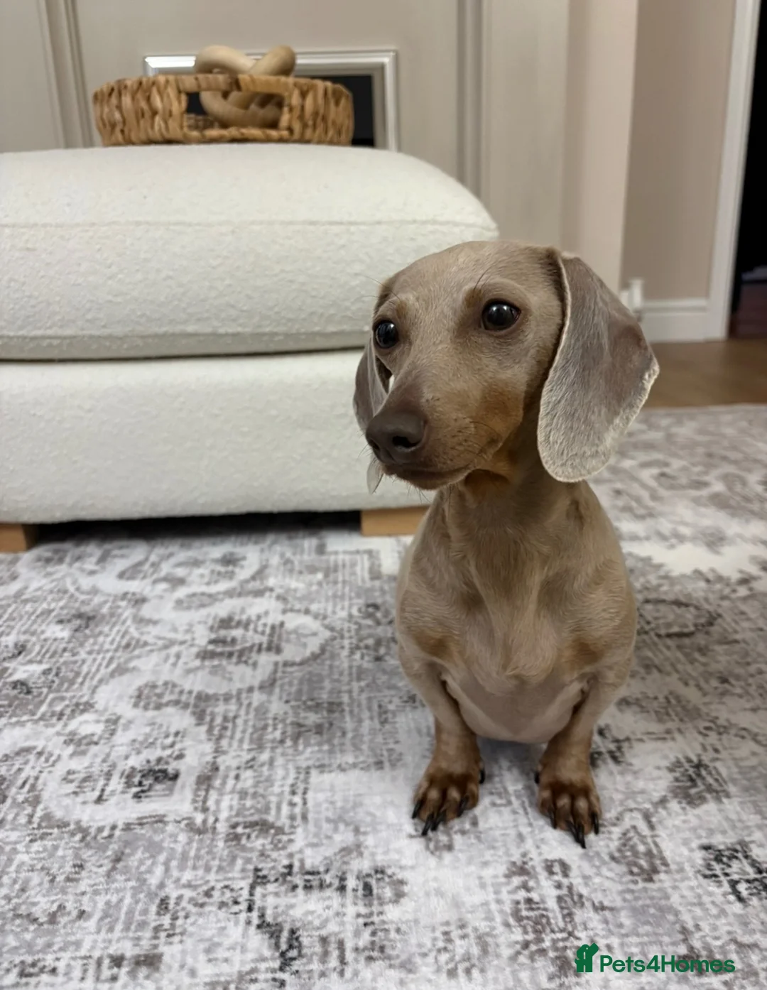 Miniature Dachshund dogs for sale: Mini dachshunds available  in Willenhall - Advert 1
