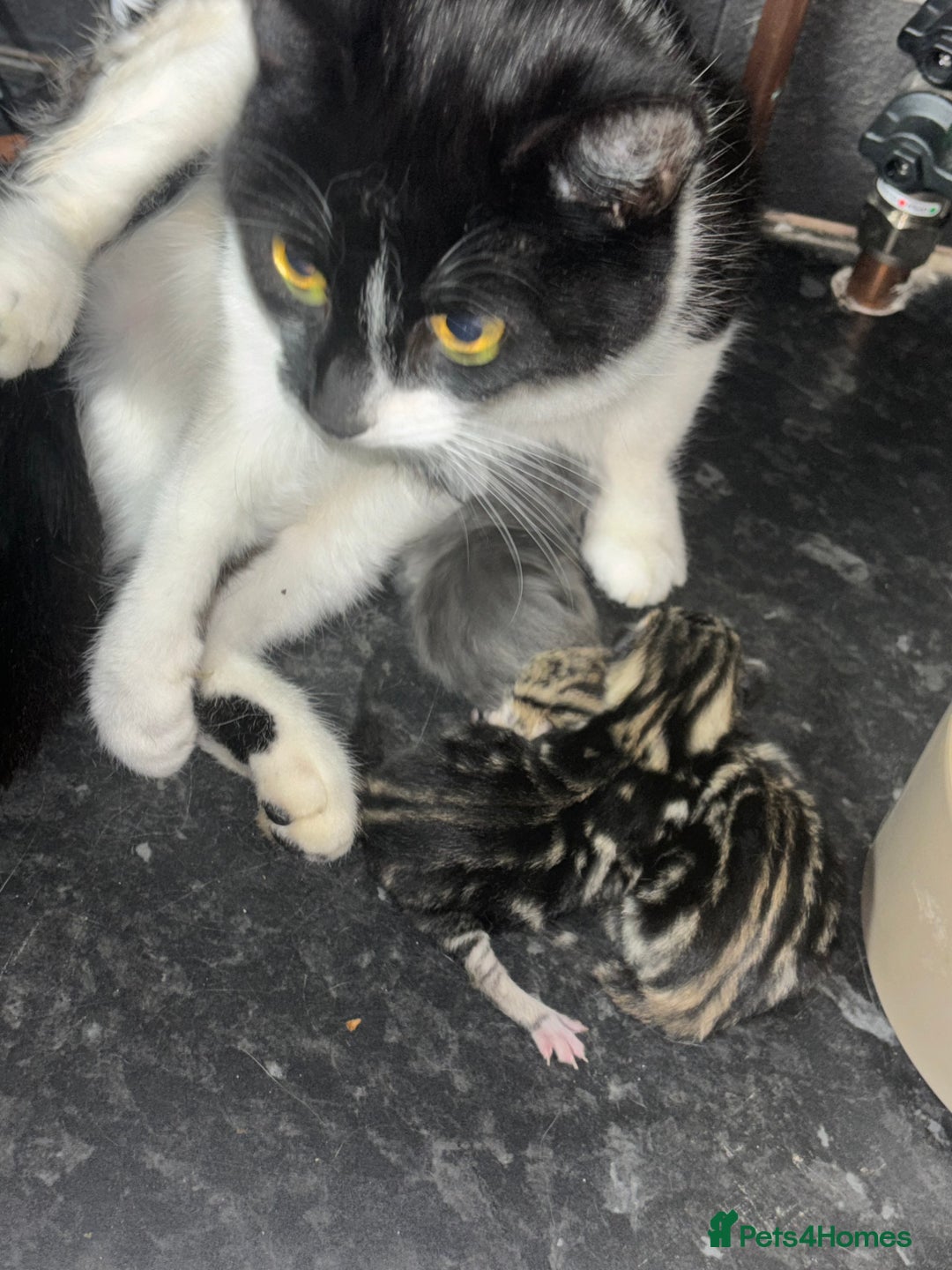 Mixed Breed cats for sale: 2 TABBY BOYS  - Image 4